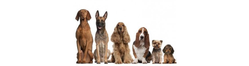 Productos Para Perros | Cosmética Canina Profesional | MD10