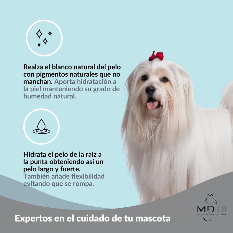 bichon-maltes-resaltar-blanco