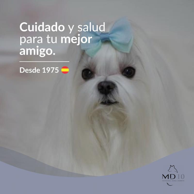 mejor-champu-bichon-maltes