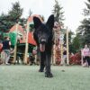Propósitos de año nuevo junto a tu mascota.