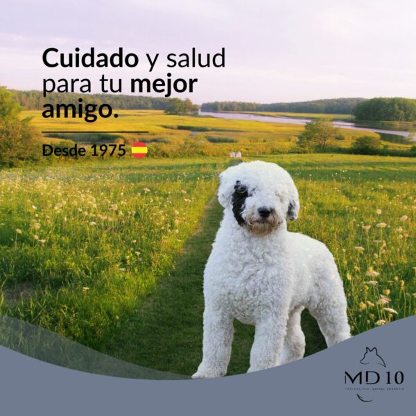 champú especifico para perro de agua pelo blanco pelo mas blanco