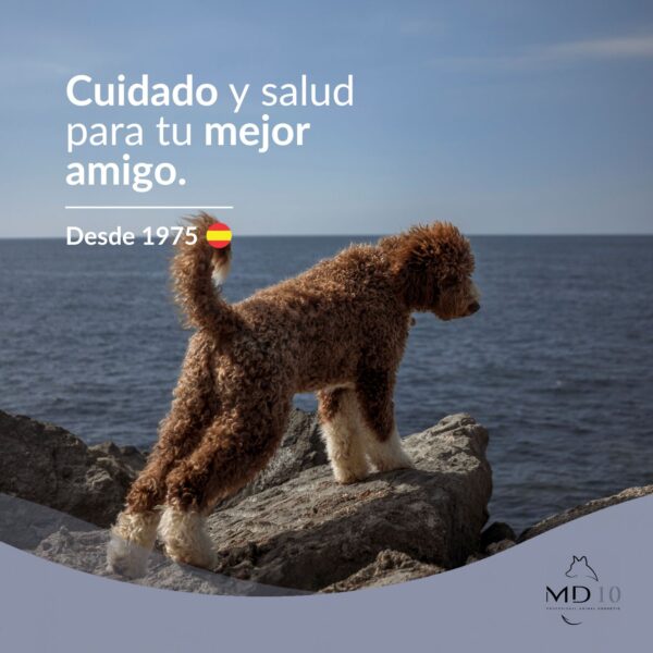 champú especifico para perro de agua pelo marrón hidratar