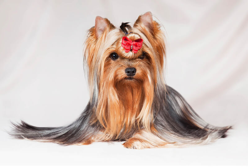 Cuidados especiales para razas de pelo largo