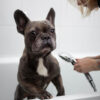 Errores comunes al bañar a tu mascota en casa - MD10