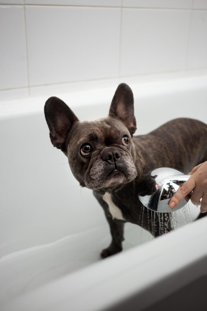 Errores comunes al bañar a tu mascota en casa - MD10