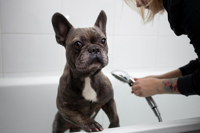 Errores comunes al bañar a tu mascota en casa - MD10