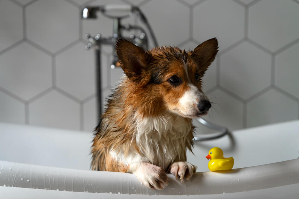 Guía para un baño perfecto en casa con productos MD10 - MD10