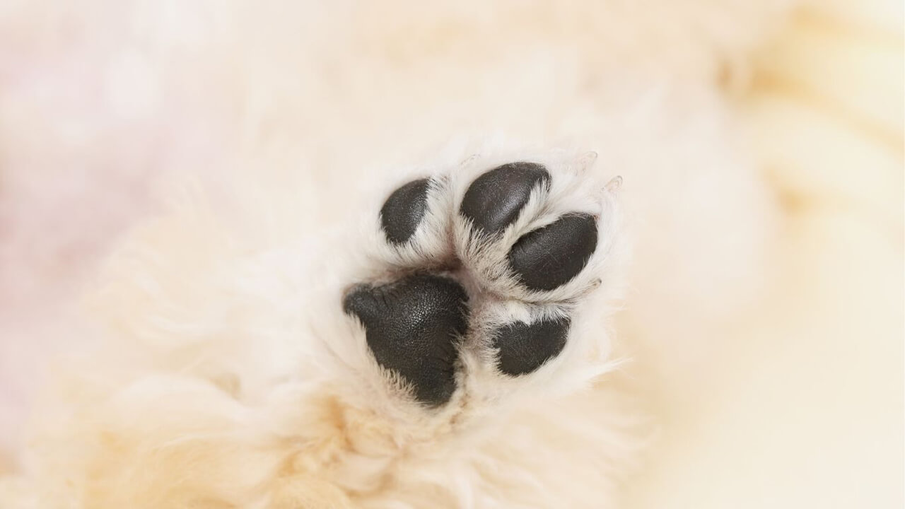 Cuidado natural de las almohadillas y la nariz de los perros