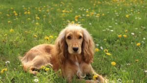 Por qué usar acondicionador para perros