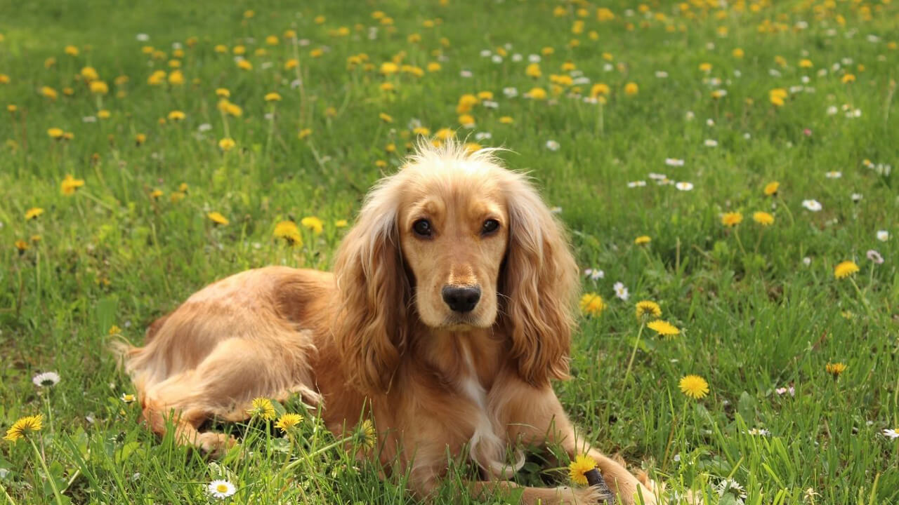Por qué usar acondicionador para perros