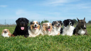 Cómo elegir el mejor champú para tu perro según su tipo de pelo