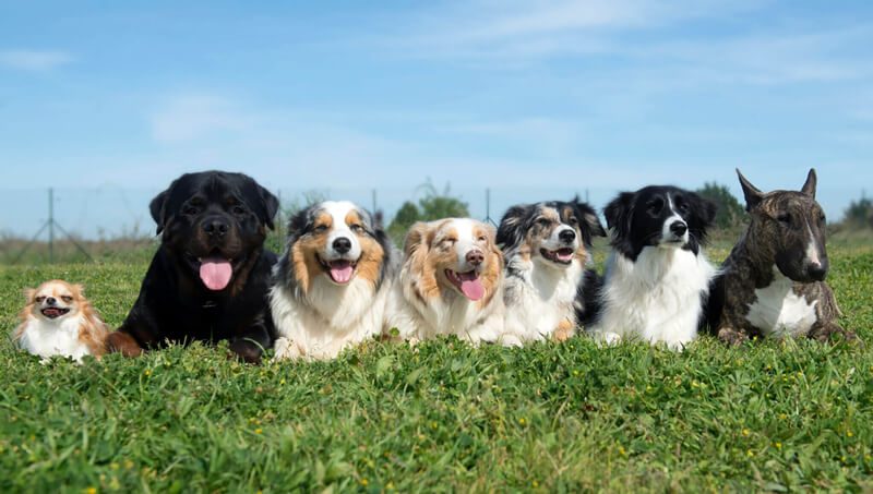 Cómo elegir el mejor champú para tu perro según su tipo de pelo