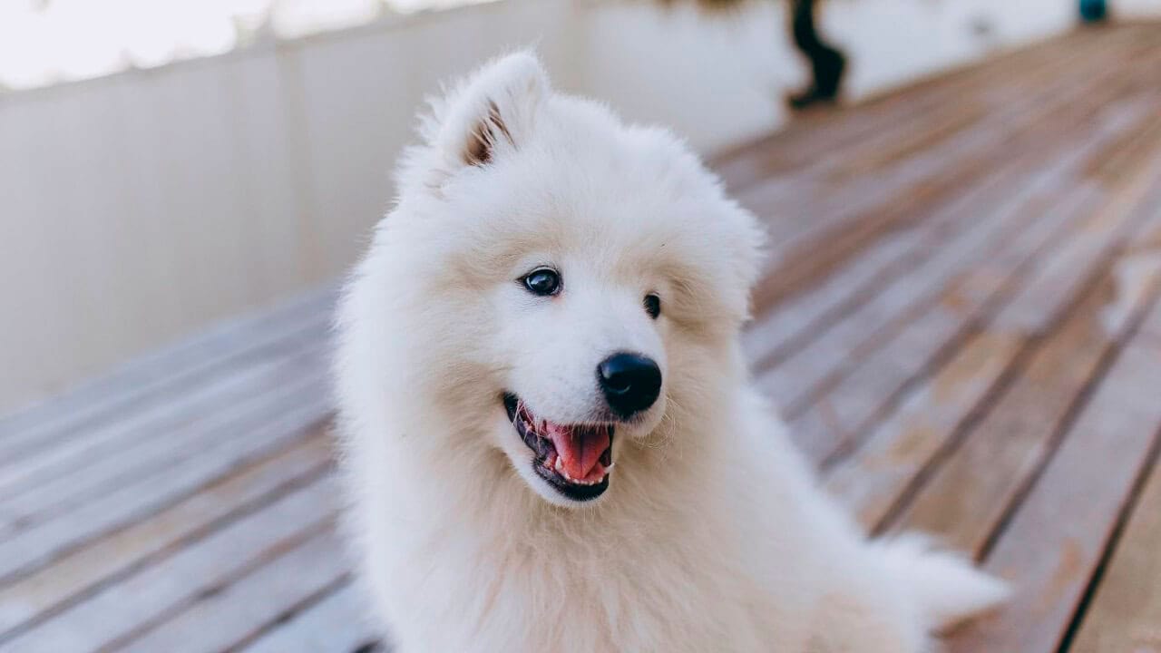 Spray desenredante para perros