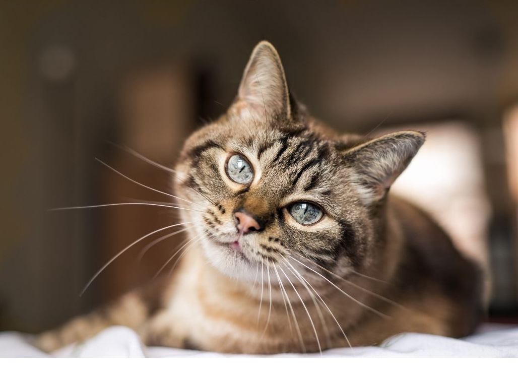 Gatos: Preparando el manto felino para la muda