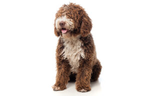 ¿Cómo cuidar el pelaje rizado del Perro de Agua Español? Guía completa de cosmética canina experta