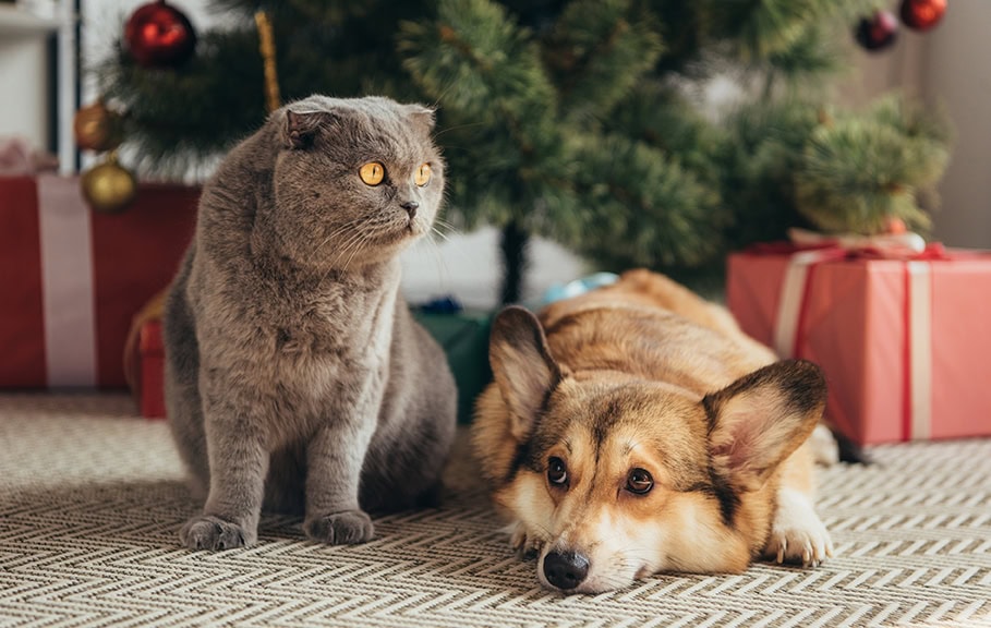 Cuidados navideños para mascotas