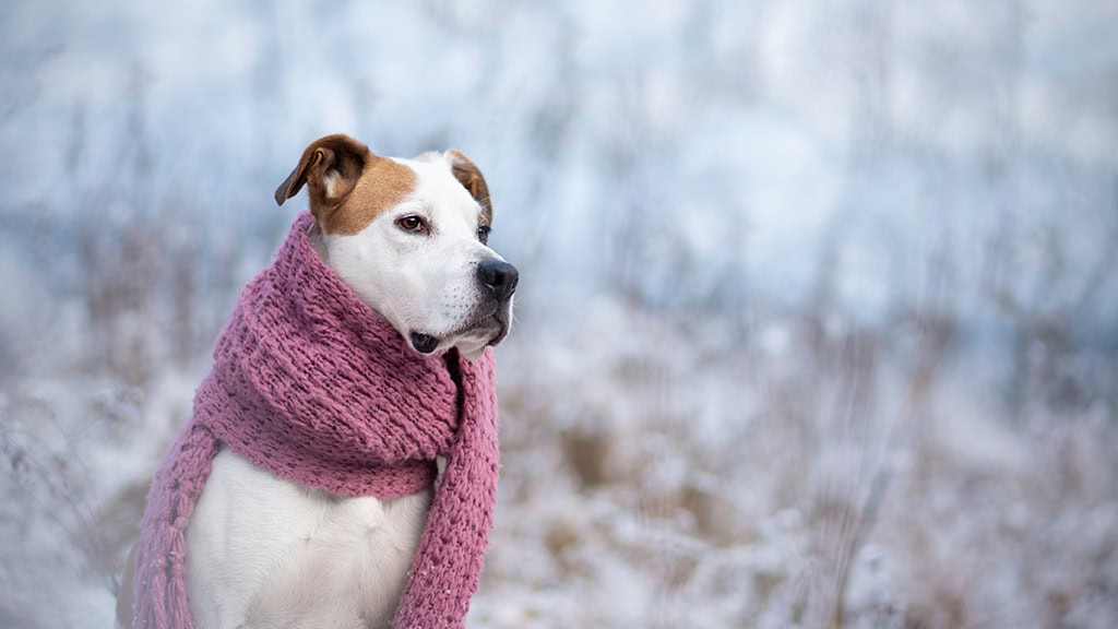 Cómo cuidar a tu perro en invierno