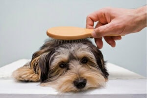 :¿Usas el cepillo correcto?