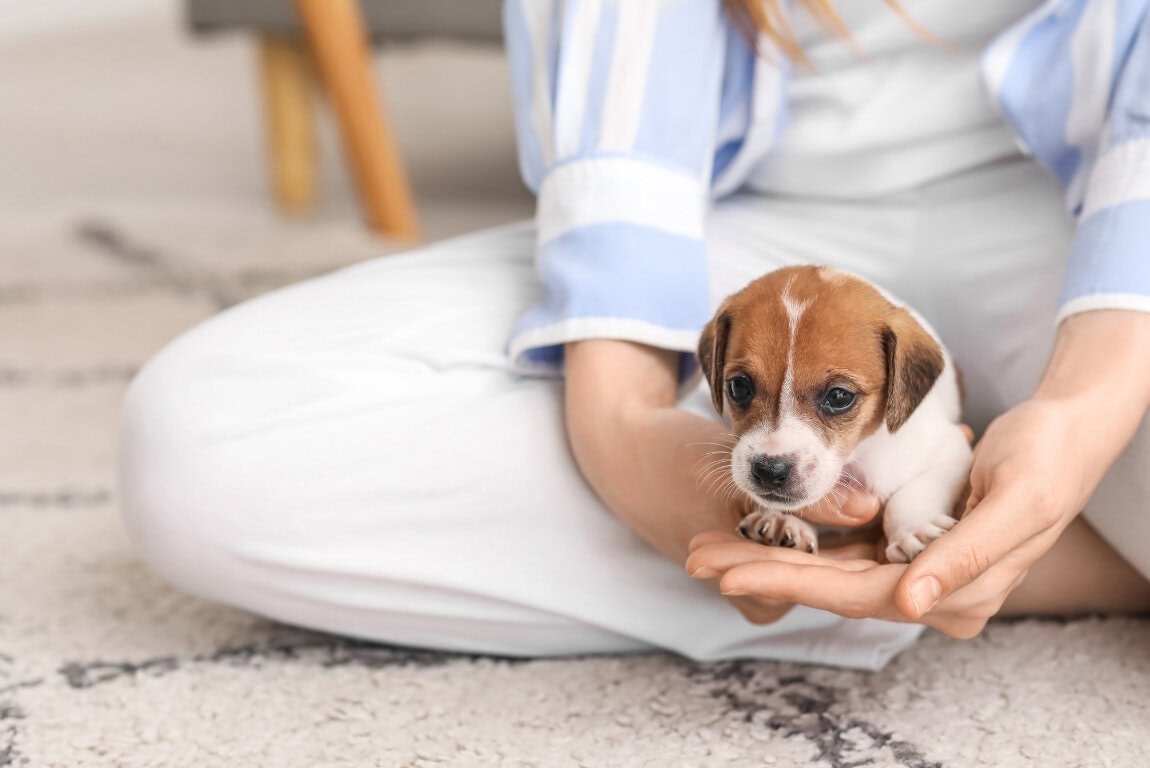 Cachorros en casa: cuidados esenciales de la piel y el pelo en sus primeros meses