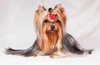 Cuidados especiales para razas de pelo largo
