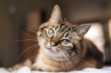 Gatos: Preparando el manto felino para la muda