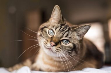 Gatos: Preparando el manto felino para la muda