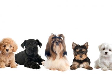 El secreto del pelo 'Hipoalergénico': Razas que apenas mudan y sus cuidados expertos