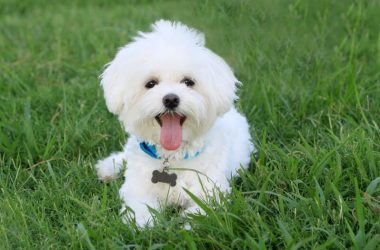 Perros de pelo blanco: cómo evitar las machas de óxido y amarilleo