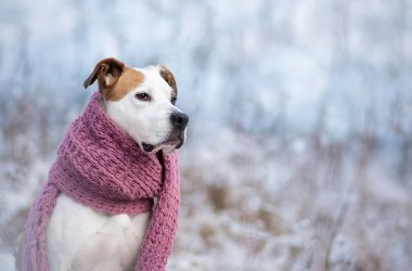 Cómo cuidar a tu perro en invierno