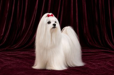 cuidados-bichon-maltes