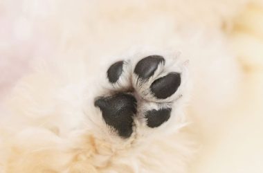 Cuidado natural de las almohadillas y la nariz de los perros