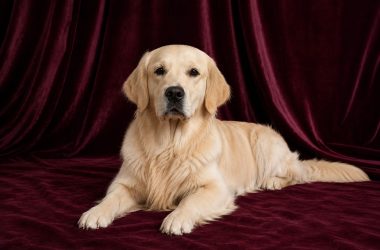 Golden Retriever 1