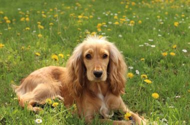 Por qué usar acondicionador para perros