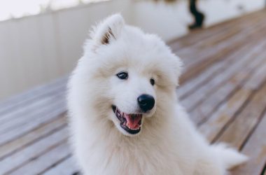Spray desenredante para perros ¡el aliado perfecto contra los nudos