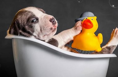 baño en cachorros
