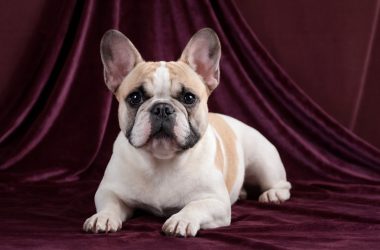 cuidado-bulldog-frances-md10 (2)