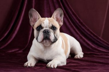 cuidado-bulldog-frances-md10 (2)