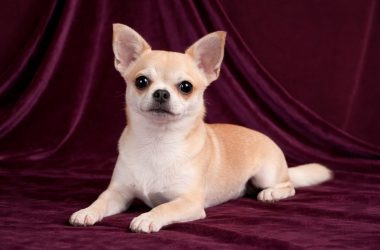 cuidado-chihuahua-md10