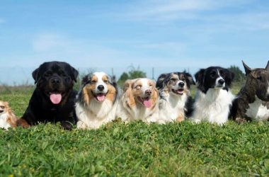 Cómo elegir el mejor champú para tu perro según su tipo de pelo