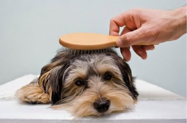 :¿Usas el cepillo correcto?