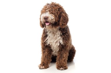 ¿Cómo cuidar el pelaje rizado del Perro de Agua Español? Guía completa de cosmética canina experta